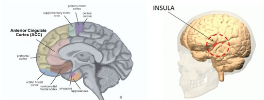 social brain